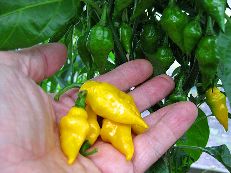 Lemon Habanero