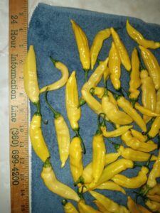 Harvest Time Aji Lemon Yellow Pepper