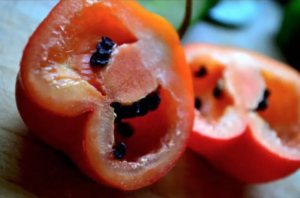 Fresh Rocoto Pepper