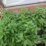 Blaz'n Jellybean Peppers Update