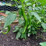 Peppers Update Manganji